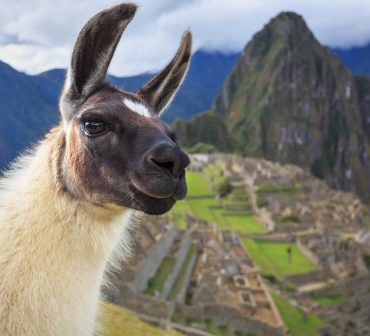 A llama standing in front of Machu Picchu and Huayna Picchu Mountain in Peru